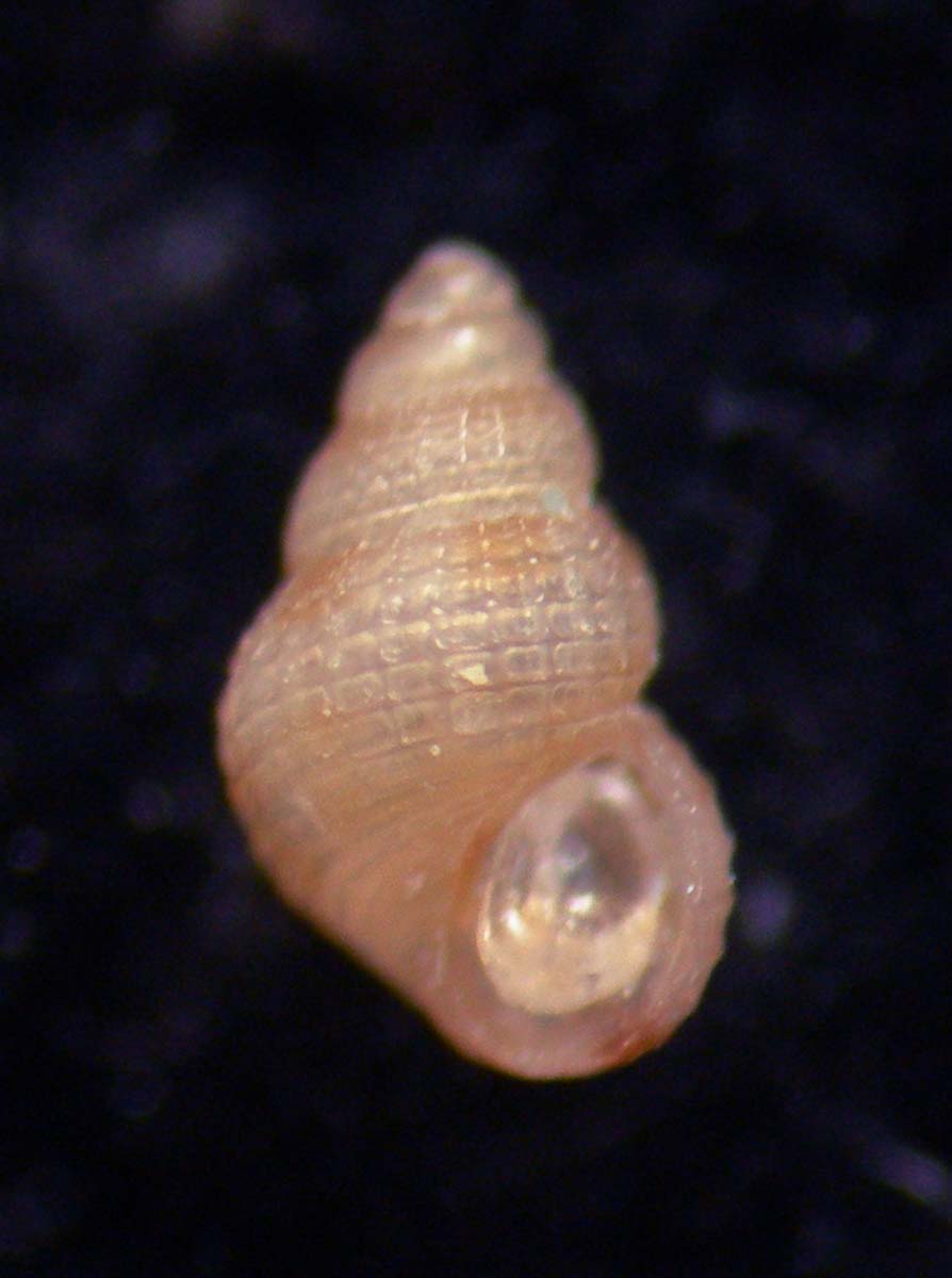 Alvania punctura